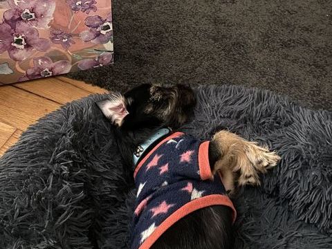 Petite chien 50 78200 Mantes-la-jolie