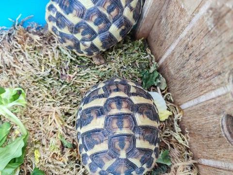 Tortues de terre 80 26700 La garde-adhémar