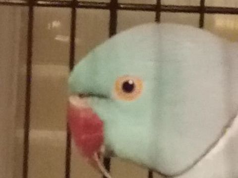 Perruche &agrave; collier 2 m&acirc;les 250 63000 Clermont-ferrand