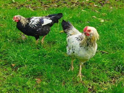 A donner jeunes coqs nains 0 17770 Saint-bris-des-bois