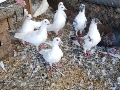 Couple de pigeons de chair, race Hubbel, Cauchois 30 83136 Garéoult