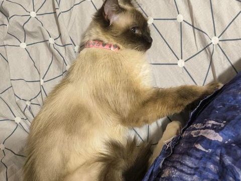 ANEMONE est Réservée  210 92400 Courbevoie