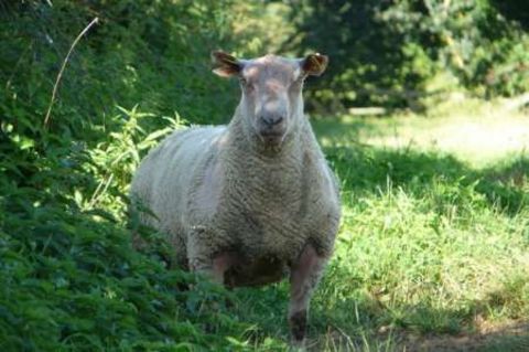 MOUTONS CHAROLLAIS 0 71120 Charolles