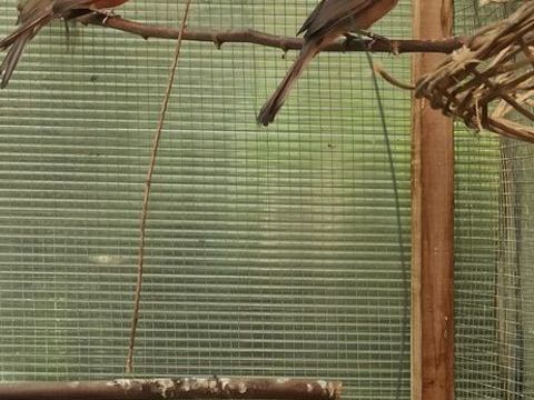 Cardinal de Virginie rouge deux femelles et deux m&acirc;les 250 38440 Villeneuve-de-marc