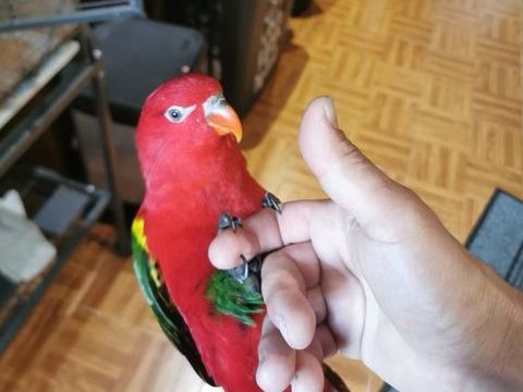 Lori garrulus 350 94500 Champigny-sur-marne