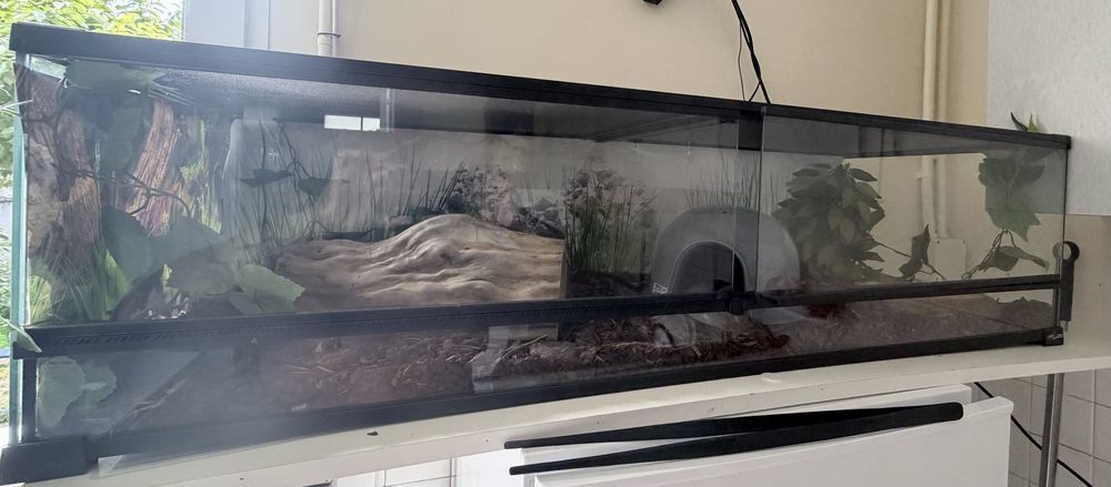   À vendre : Python Royal femelle + terrarium complet 