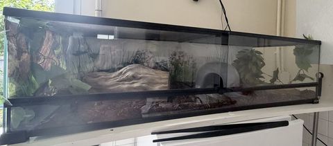 &Agrave; vendre : Python Royal femelle + terrarium complet 350 