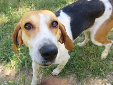 Tara est à l'adoption! 0 34000 Montpellier