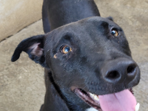 BASTOS, crois&eacute; labrador/berger 1 an 220 34500 Béziers