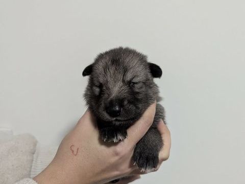 Chien loup mix 1200 71340 Iguerande