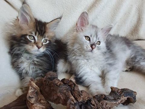 Chatons Maine coon loof  1100 07800 La voulte-sur-rh�ne