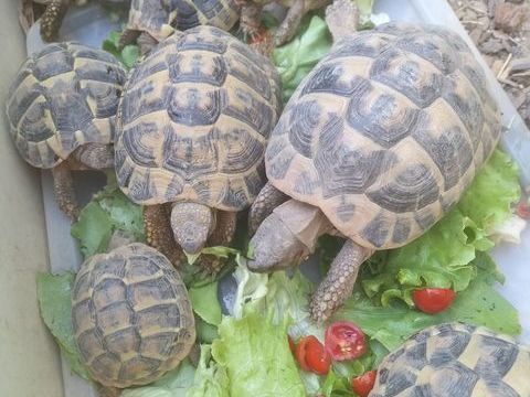 tortues de terre 40 34130 Saint-aun�s