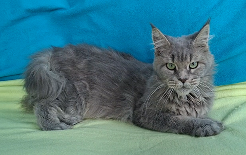 femelle Maine Coon retrait&eacute;e d'&eacute;levage 350 83000 Toulon