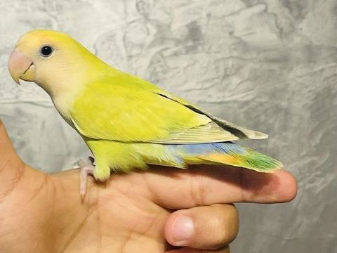 Tr&egrave;s Beaux Ins&eacute;parables EAM TR&Egrave;S BIEN APPRIVOIS&Eacute;ES Bagu&eacute;s 25 100 94450 Limeil-br�vannes