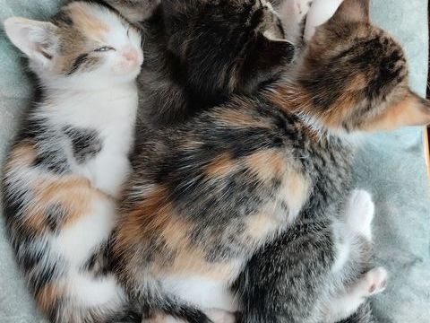 Donne chatons 0 53700 Villaines-la-juhel
