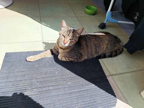 Adorable chatoune trois couleurs cherche une famille 90 34420 Villeneuve-ls-bziers