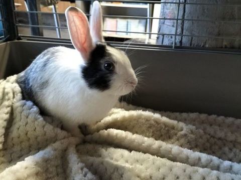 Lapins DONS 0 54300 Croismare