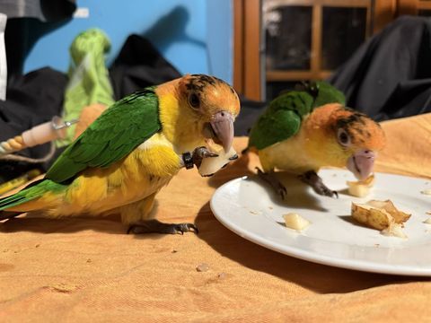 Deux jeunes caïques non sexes. Âgés de 6 mois . Ils sont EAM 900 24000 Prigueux