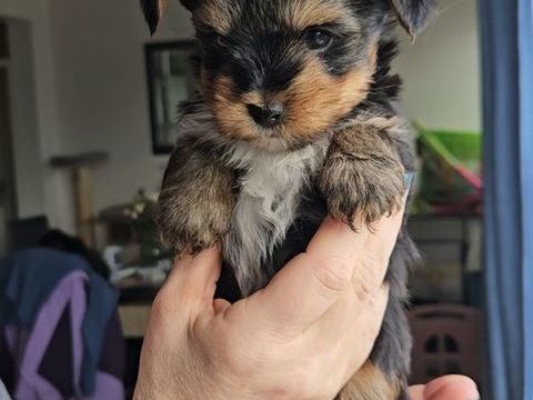 yorkshire exotic  1200 50560 Gouville-sur-mer