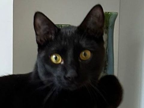 LUDWIG 230 78500 Sartrouville