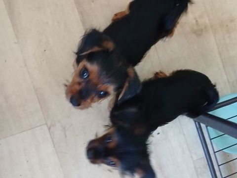 4 petits loulous yorkshires disponibles  . 850 29000 Quimper