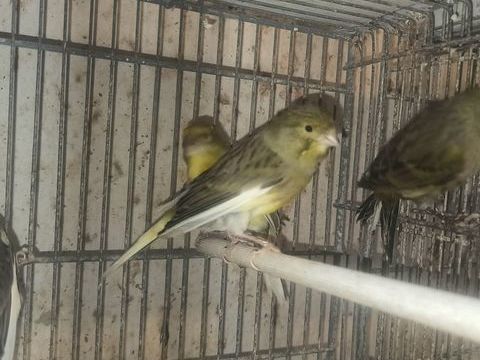 Canaris 45 77400 Saint-thibault-des-vignes