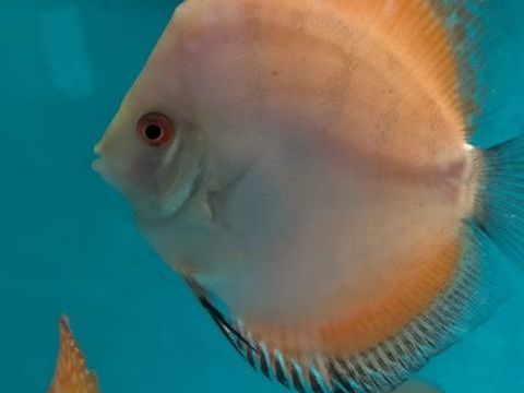 Jeune discus 30 44390 Casson