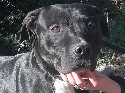 ARISTOTE, crois&eacute; labrador 4 ans 200 81200 Mazamet