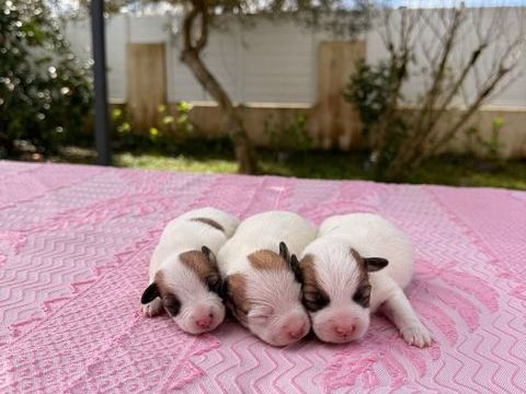 Chiots Jack Russel 800 40230 Saint-vincent-de-tyrosse