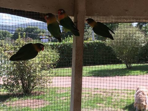 inséparables 25 71240 Sennecey-le-grand