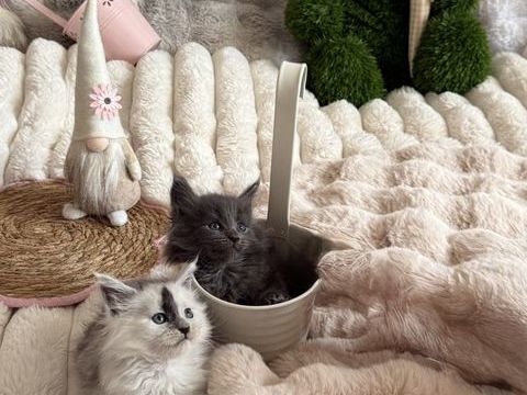 A r&eacute;server 2 magnifiques chatons Maine Coon LOOF 1700 01500 Saint-denis-en-bugey