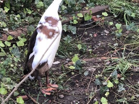 Canards coureur indien 20 31800 Saint-gaudens