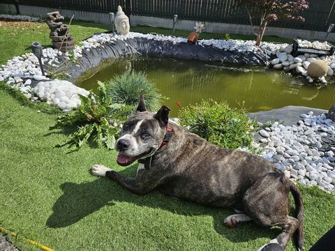 Don contre bon soin LOFT STAFFORDSHIRE TERRIER AMAERICAIN 0 35133 Luitr