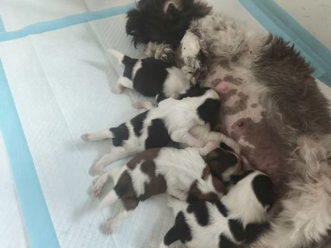 CHIOT SHIH TZU ELEVAGE FAMILIALE 800 22160 La chapelle-neuve