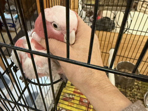 Perroquet 1200 27950 Saint-marcel