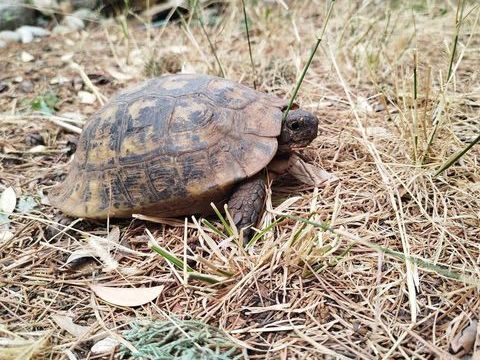 Tortue des steppes 200 83160 La valette-du-var