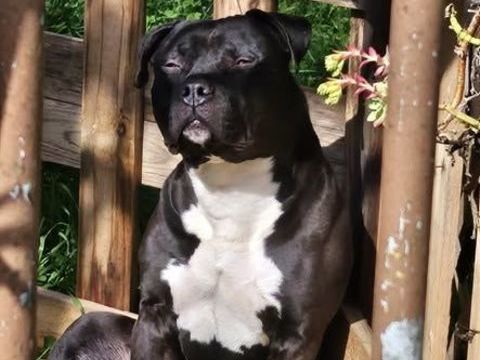 Chien TYSON &agrave; l adoption 250 13630 Eyragues