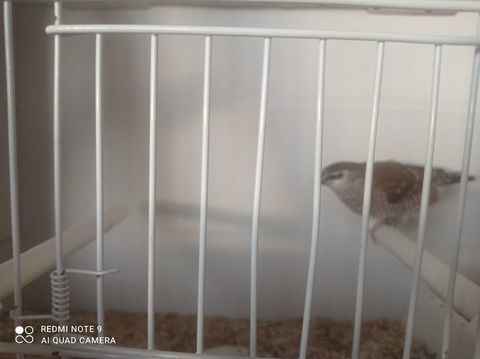 FEMELLE DIAMANT MODESTE 35 50410 Le guislain