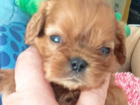 Jolis bb cavalier king charles lof disponibles !! 1500 24400 Mussidan