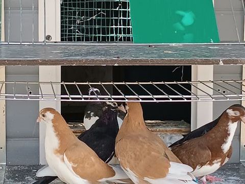 Pigeons rouleurs de galatis 20 51600 Suippes