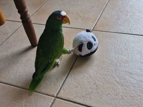 amazone &agrave; front blanc 450 24200 Sarlat-la-can�da