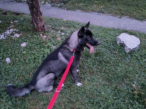 Oscar chiot chien loup crois&eacute; husky 0 38120 Saint-Égrève