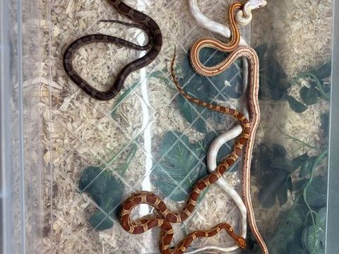 Pantherophis guttatus / eplaphes / serpents des blés 150 62138 Haisnes