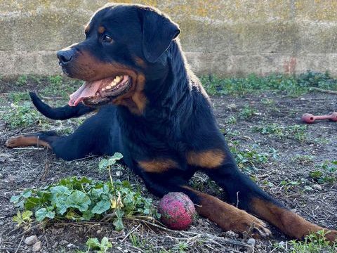 BACCHUS, rottweiler, 3 ans 220 34500 B�ziers