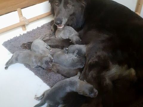 Chiots type chiens loups- Port&eacute;e de 4 m&acirc;les et 4 femelles.
2500 68290 Rimbach-pr�s-masevaux