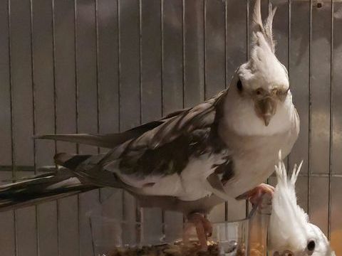 Magnifique Mâle 25 72510 Saint-jean-de-la-motte