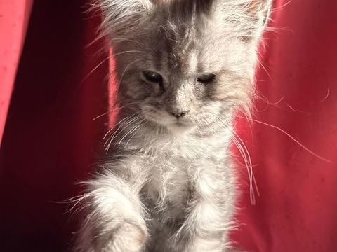 Chaton Maine Coon femelle lign&eacute;e shaded 1400 13400 Aubagne