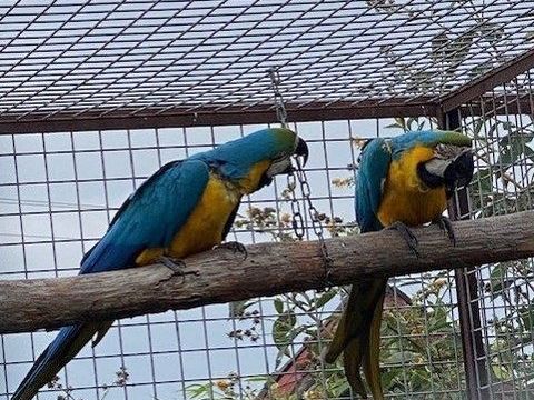 Couple de Ara Ararauna 2200 41140 Méhers