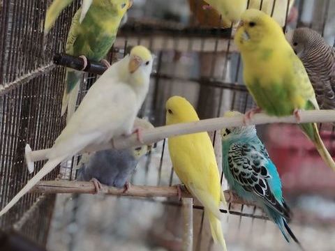 C&egrave;de jeunes perruches ondul&eacute;es moins d un an. 12 43210 Bas-en-basset