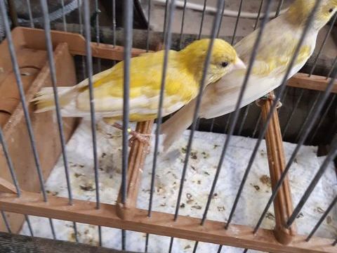 Raza double dilu&eacute;s 50 33240 Saint-andré-de-cubzac